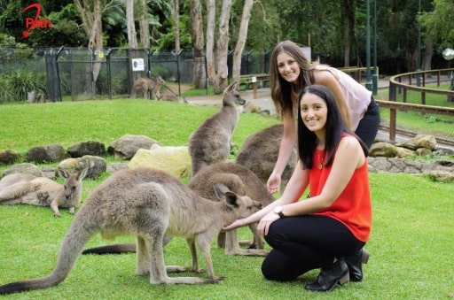 Đến Úc du học, bạn sẽ được gần gũi với các loại động vật hoang dã - EduPath